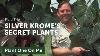 Silver Krome Private Plant Collection Aroids Galore Ep 167